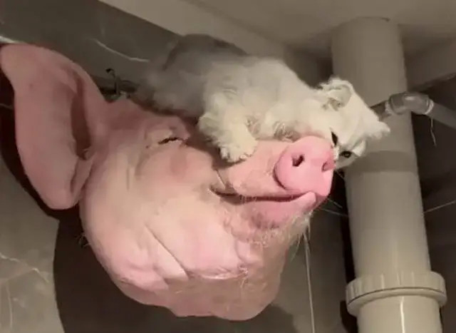 铲屎官准备腌制的猪头,结果没想到半夜被猫咪捷足先登?