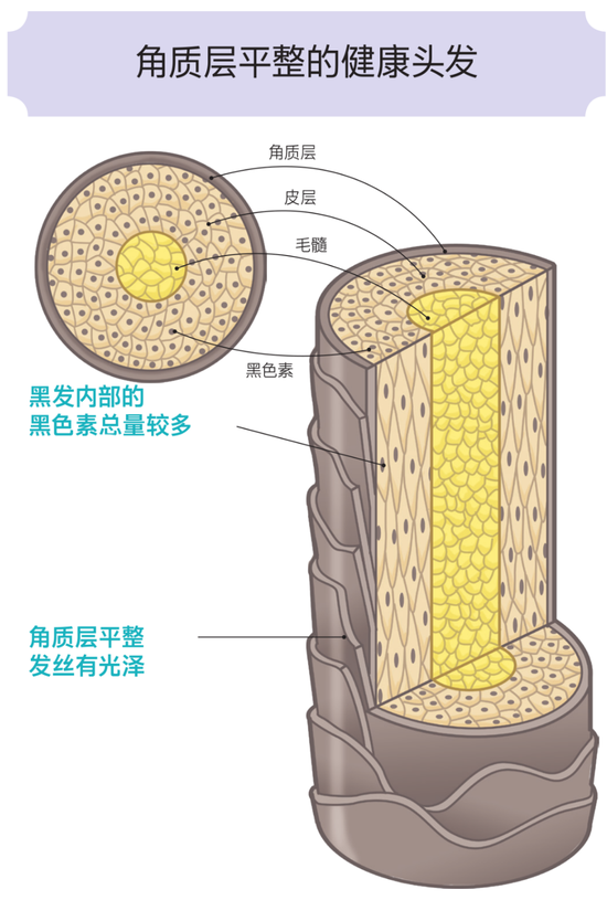 头发表面角质层重叠,起到保护内部皮质和毛髓的作用.