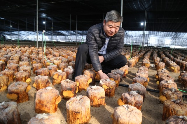 小桑黄种出致富千金方