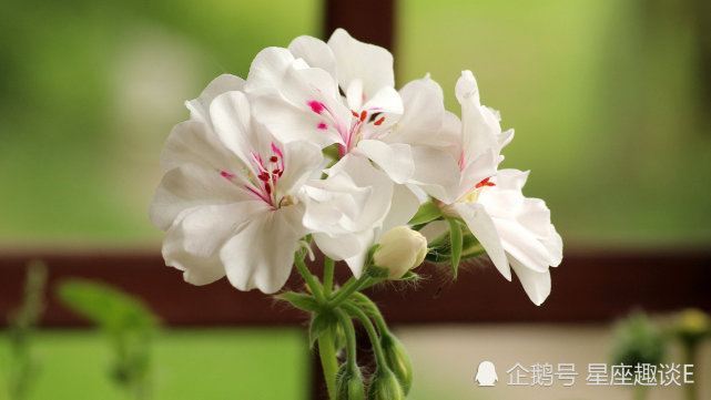 2月15日 19日爱情运势 痴心守候 笑逐颜开的四大星座 巨蟹座 射手座 双鱼座 星座 爱情运势 星座运势