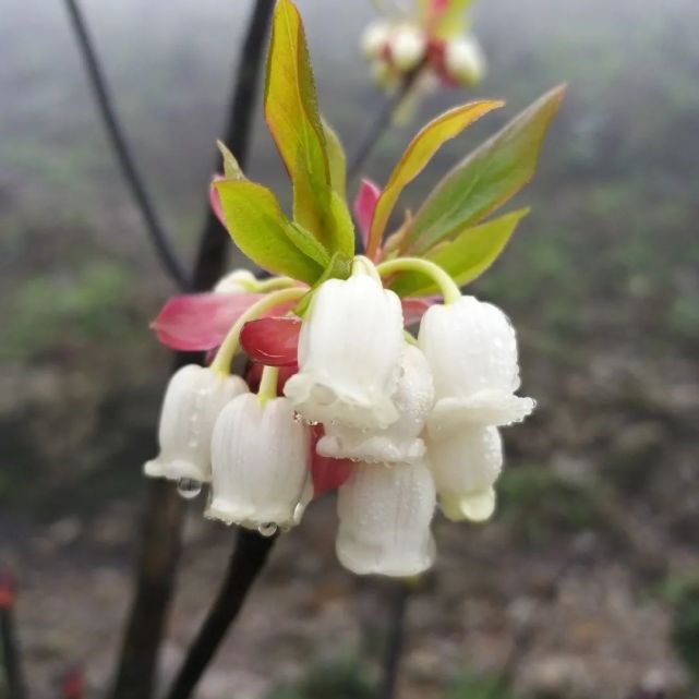 惊艳平天山的吊钟花开了