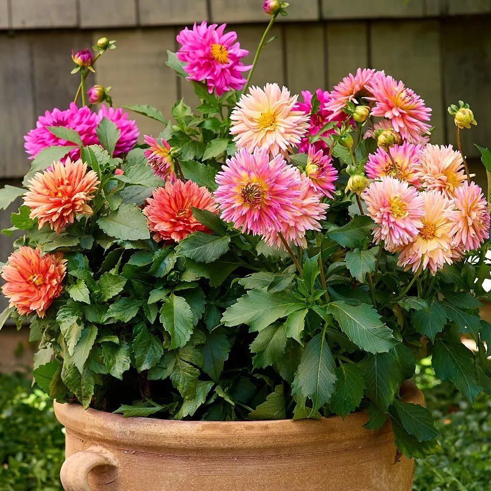 大丽花花期多长时间(家里养大丽花的风水禁忌)