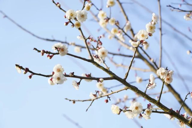 繁花似錦芳菲染,紫陌流年細細嘗已是春暖花開日,滿城風動又情長一年之