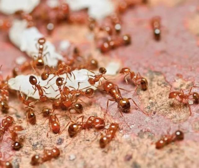 一天生1500个后代一窝200只蚁后红火蚁到底多能生