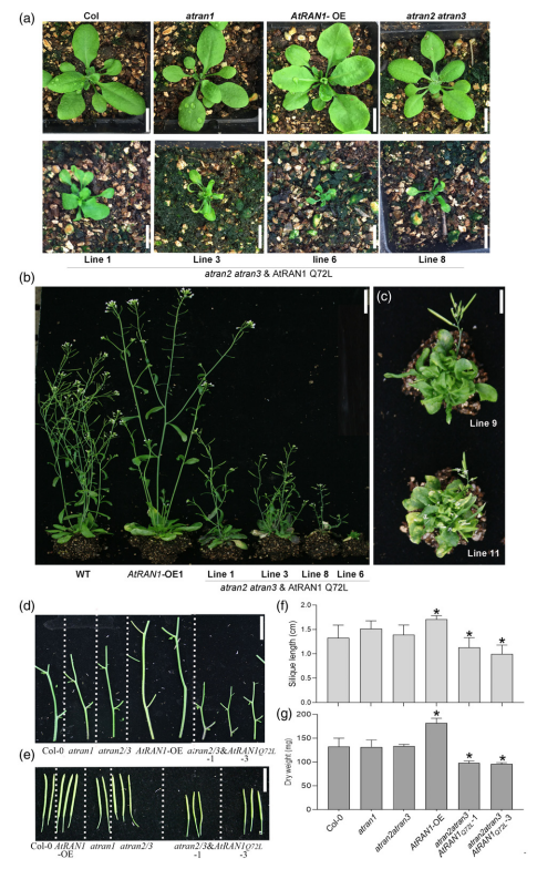 原创解读拟南芥atrangtpases是平衡生长与防卫反应的关键基因