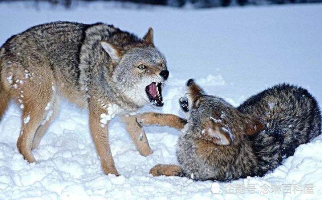 狼在争斗中如果一方认输时,会把身体中最薄弱的喉咙暴露给对方,获胜者