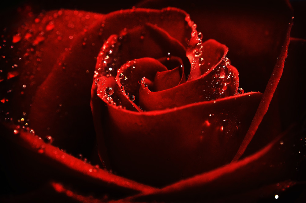 一朵玫瑰花的情人节之旅