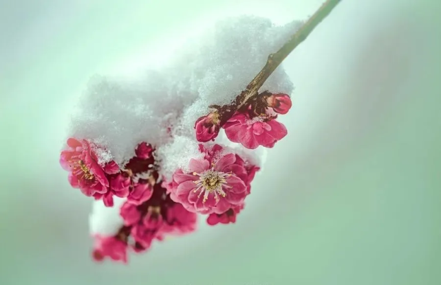 雪驚一枝春|寒梅