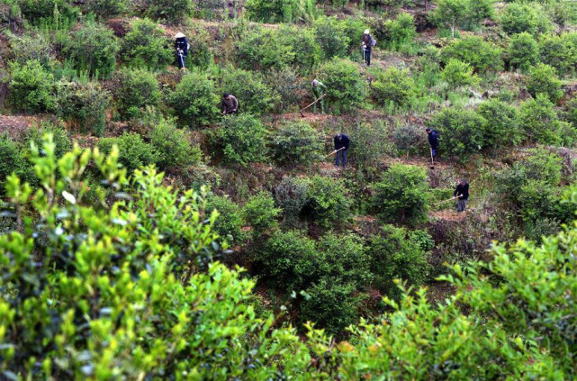 木本油料油茶树变身致富林