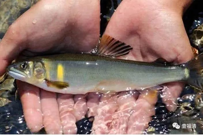 来吃鱼啦来自石竹山的美食你要pick哪一道