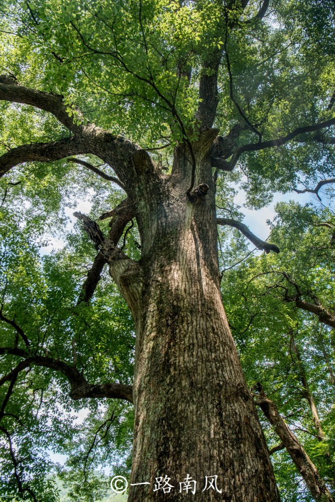 江西上饶有座盛产古樟的隐世村落神樟千年高龄蚊虫不敢靠近