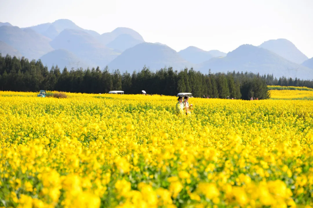 罗平近百万亩油菜花相继开放,金灿灿亮闪闪_腾讯新闻