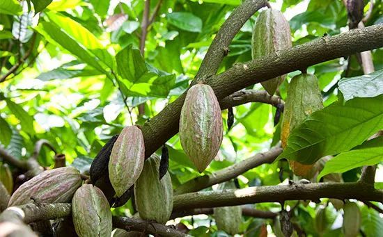巧克力的原身起源于可可树,是广泛栽培于世界热带地区的喜温湿常绿
