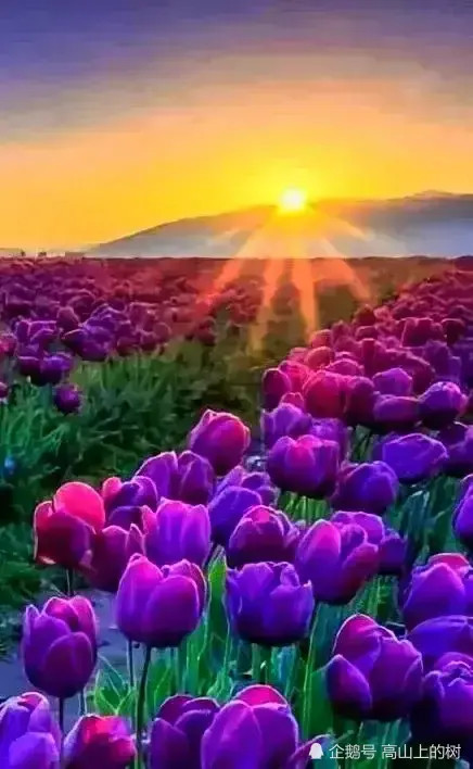 梦见小花，心灵深处的温柔绽放