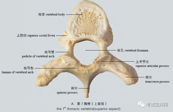 人體解剖:胸椎_騰訊新聞