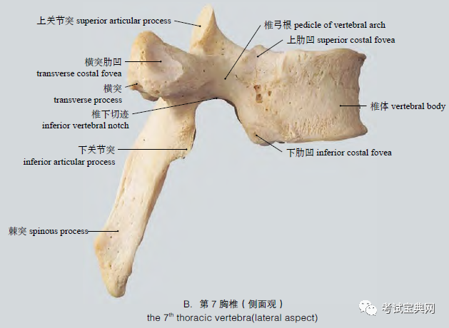 人體解剖:胸椎