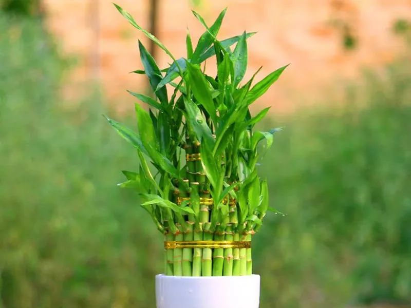 这些自带财气的绿植四季青绿养眼吉祥讨喜