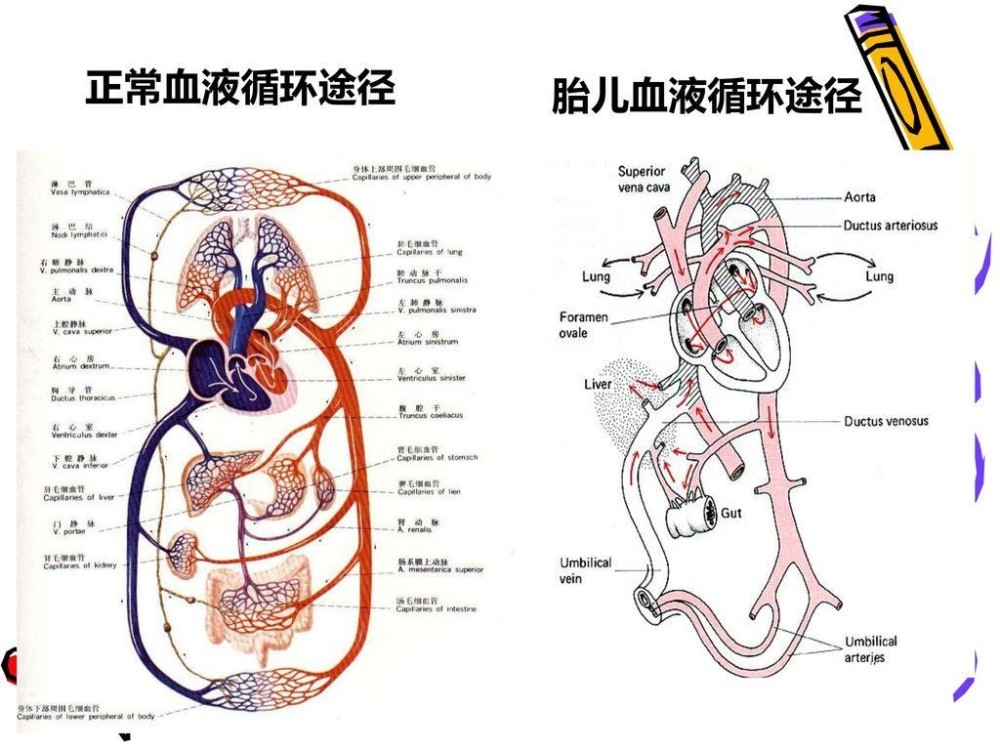 肚臍眼後面連的根本不是腸子為什麼不能亂摳終於搞明白了