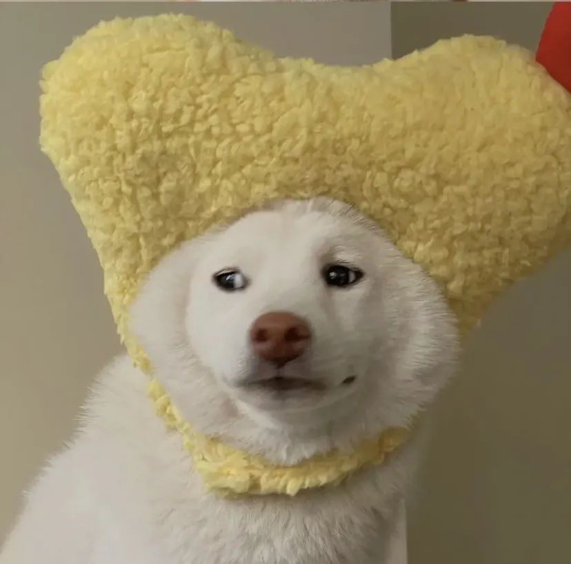 269汪星人头像人还是刚认识的好虚伪又礼貌