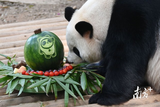 南方  朱洪波 拍摄动物园熊猫庄园里,饲养员用西瓜和大熊猫爱吃的食物