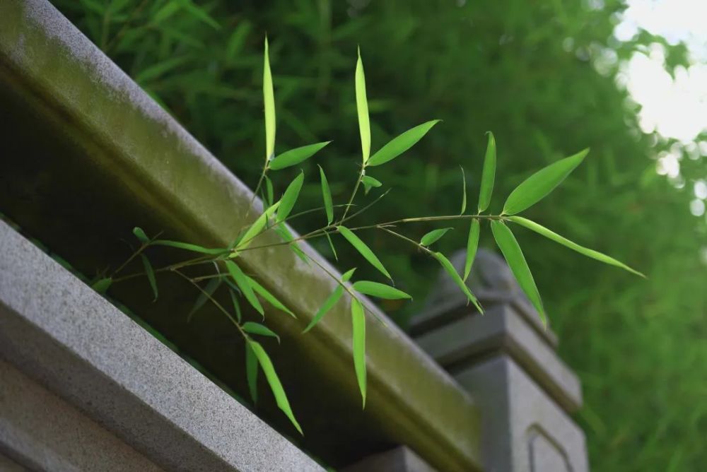 存一份慎獨之心成幽蘭之芳德