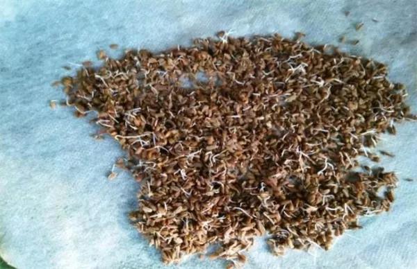 芹菜发芽为何难?搞定它仨,7天即出芽