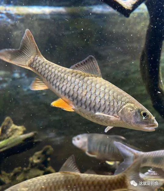 对水质要求较高的溪流肉食鱼军鱼