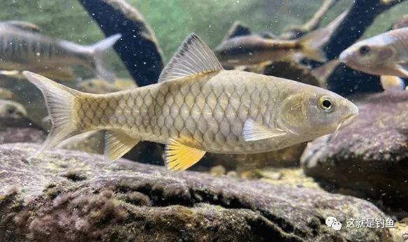 對水質要求較高的溪流肉食魚軍魚