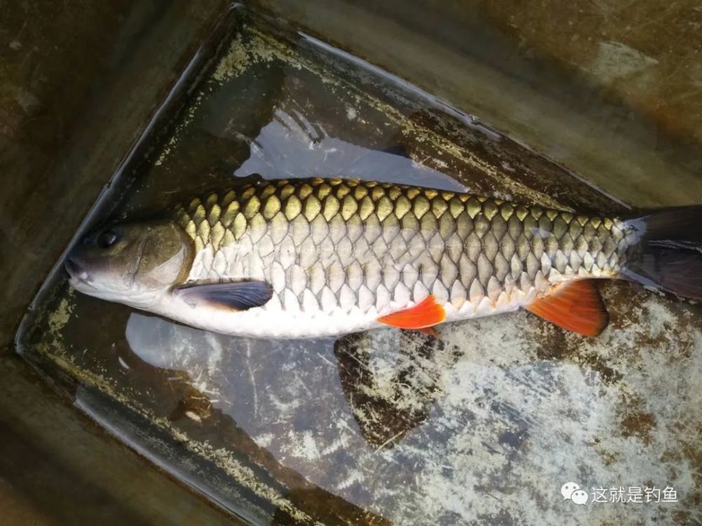habit生活习性2光倒刺鲃,属鲤形目,鲤科,鲃亚科,倒刺鲃属,俗称河坚鱼