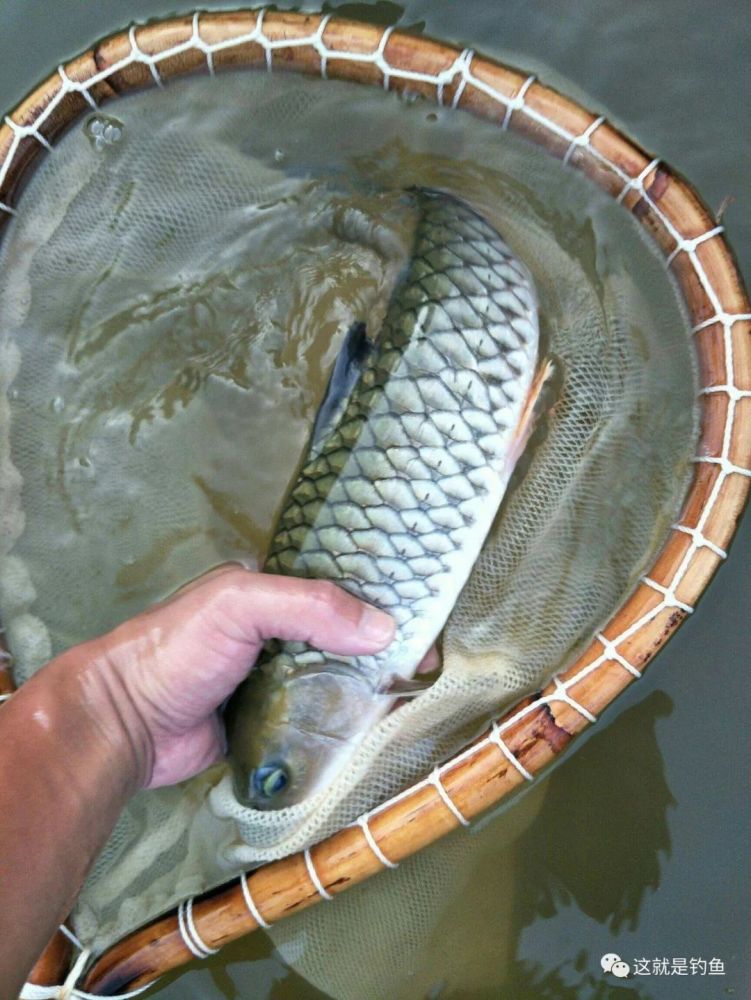 對水質要求較高的溪流肉食魚軍魚