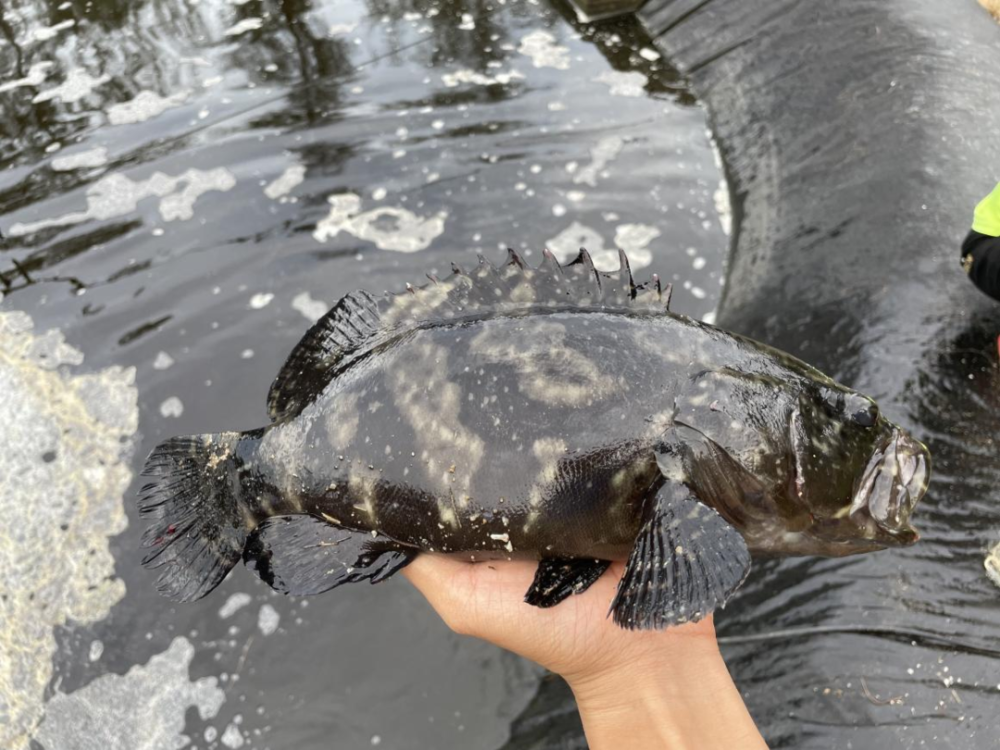 石斑鱼排行_浙江渔民捕获一超大野生石斑鱼重达150斤售价近2万元