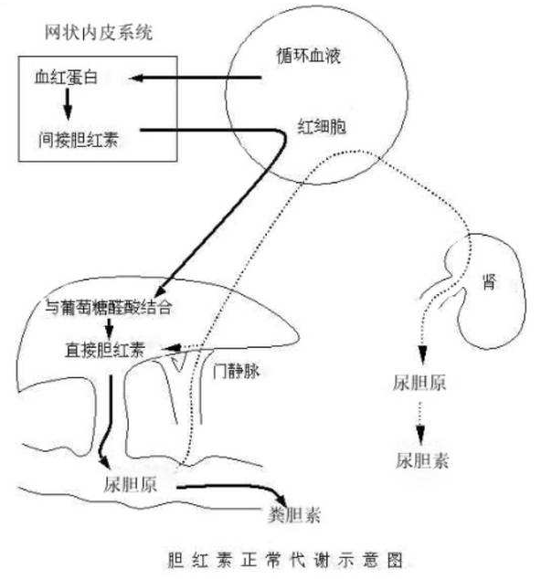 胆红素升高是小心肝儿生病了吗