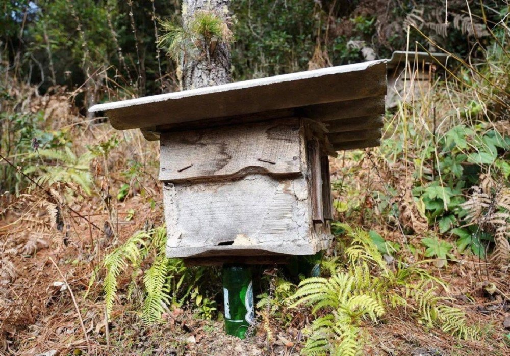 喂糖水能产蜂蜜吗 糖水蜜和真蜂蜜有什么区别 如何辨别真假 腾讯新闻