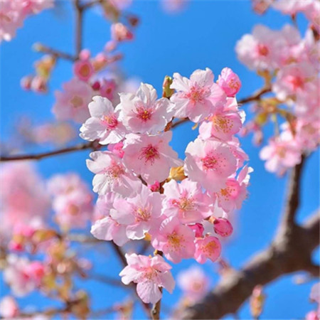2022三月桃花唯美图片高清三月桃花图片素材