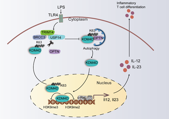 trim14複合物通過抑制對kdm4d的選擇性自噬降解促進炎症反應的工作