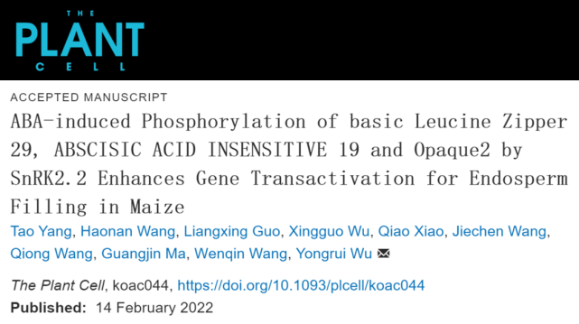 巫永睿研究组发现玉米胚乳灌浆起始期aba信号诱导的磷酸化机制