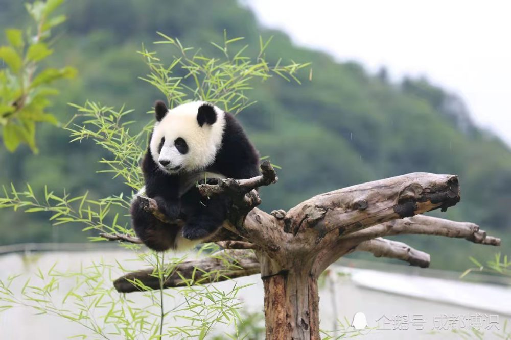 成都旅遊之大熊貓繁育研究基地