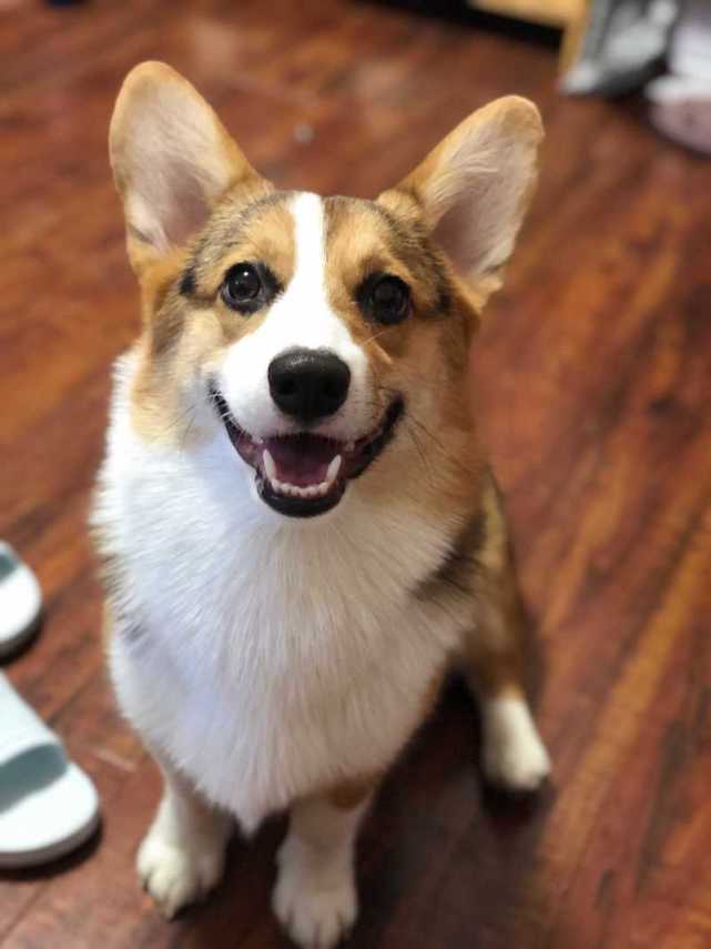 为什么不建议你养母柯基犬这六个事实看完你还敢养吗