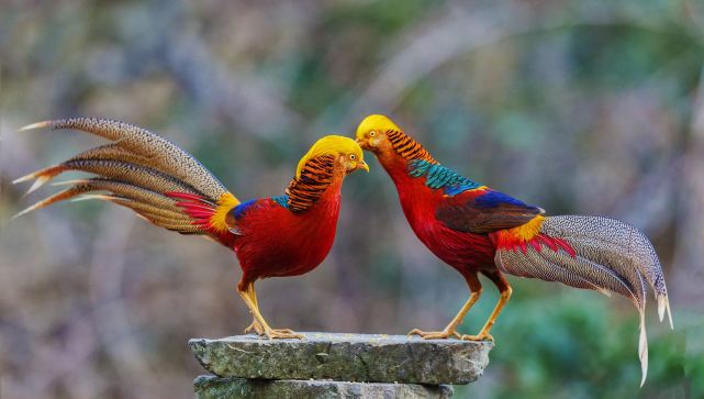 黑龙江男子疑拍到凤凰,专家也认同,它的原型是什么动物?