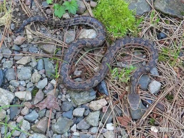 台湾特有蛇 游乐区发现菊池氏龟壳花 剧毒且无血清 有多危险 腾讯新闻