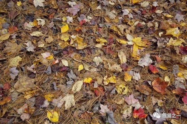 台湾特有蛇 游乐区发现菊池氏龟壳花 剧毒且无血清 有多危险 腾讯新闻