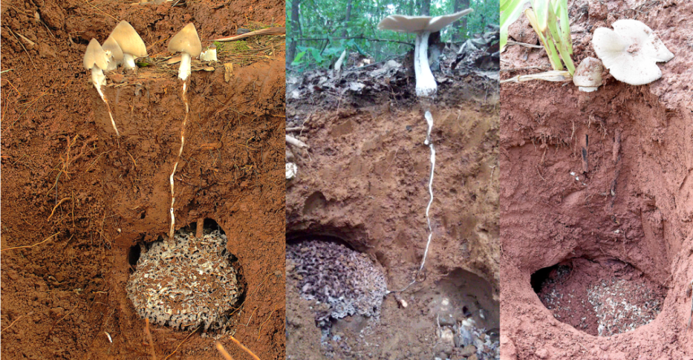 科普鸡枞菌白蚁栽培的美味食用菌