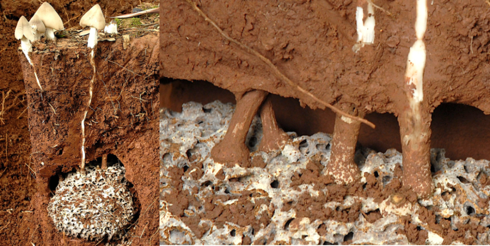 图6 蚁巢巢体上生长的鸡枞菌菌柄因为一个白蚁巢体的大小,营养物质等