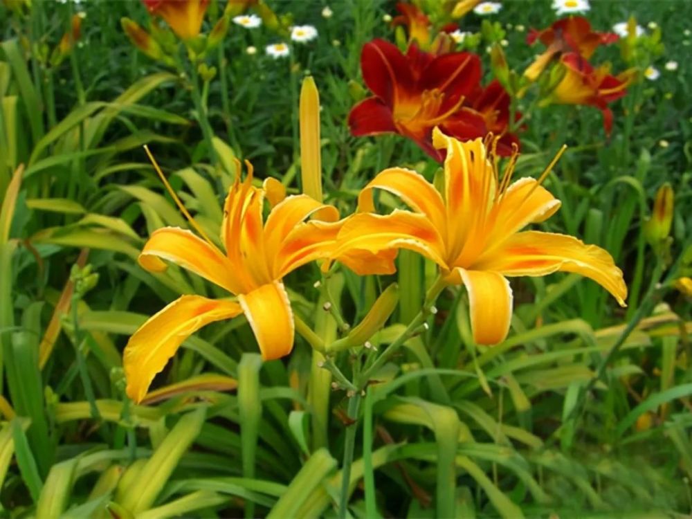 忘忧草就是黄花菜(忘忧草黄花菜金针菜)