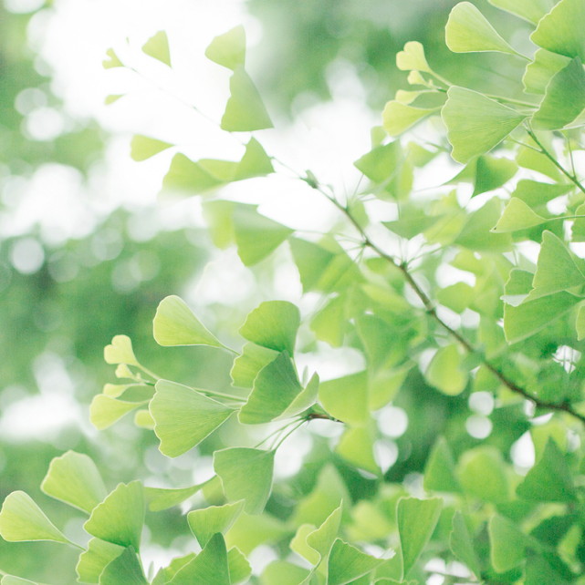 背景图浅绿色治愈背景图