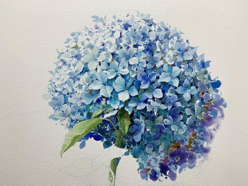 水彩蓝色绣球花画师shinjongsik