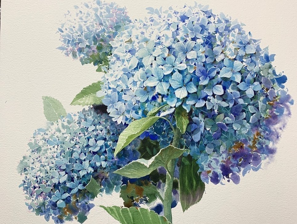 水彩蓝色绣球花画师shinjongsik