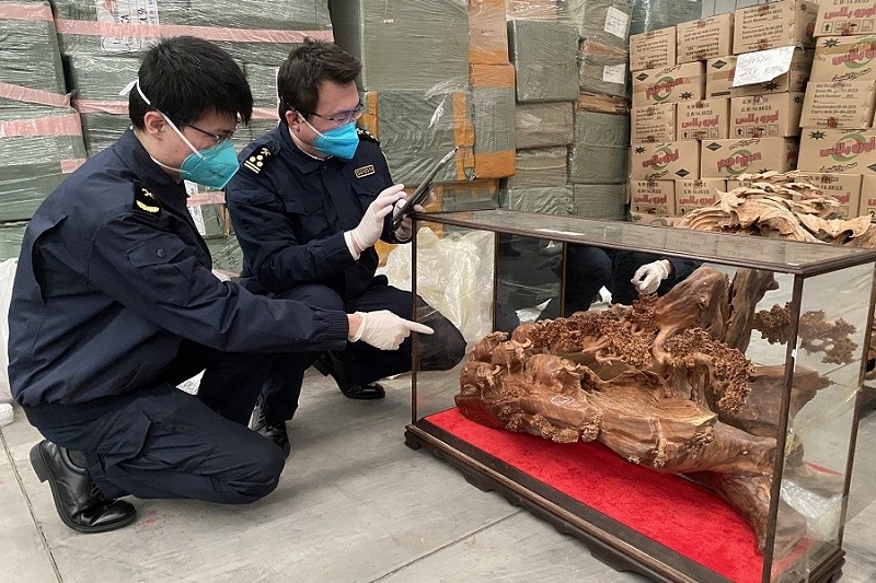 图为:关员对濒危翠柏木制工艺品开展查验 陈子铭/摄2月14日,经鉴定