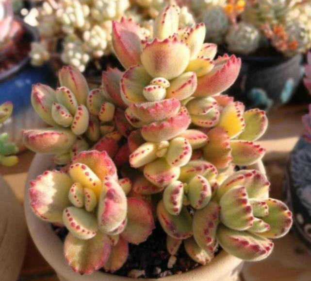 人见人爱的多肉彩虹熊叶片毛茸茸的真好看颜色鲜艳爱爆崽