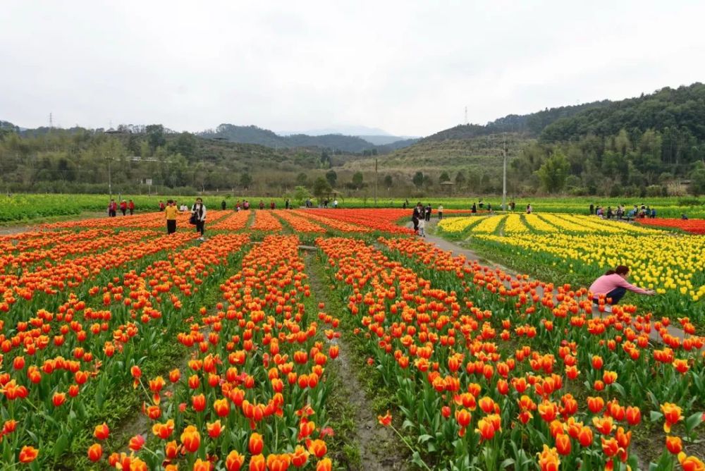 保興走三明2022no06即拍即發盛開的鬱金香花海